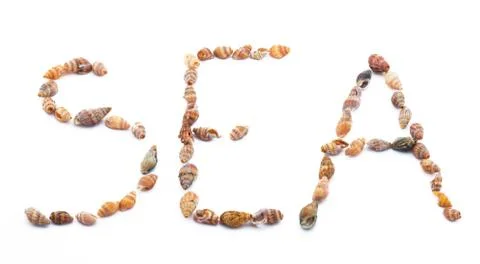 Sea shells isolated Stock-Fotos