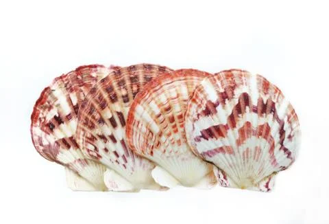 Sea shells isolated on white background Stock Photos