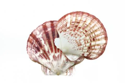 Sea shells isolated on white background Foto stock
