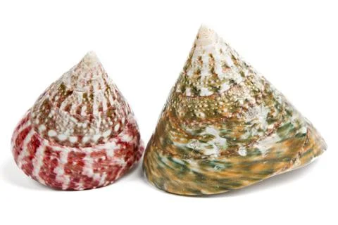 Sea shells isolated on white background Stock Photos