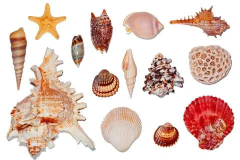 Sea shells isolated on white background Stock Photos