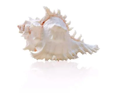 Sea shells isolated on white background with clipping path. Stock Photos