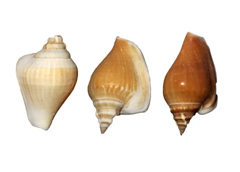 Sea shells isolated on a white background. Foto stock