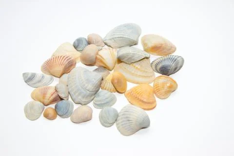 Sea Shells Isolated on the white background Stock Photos