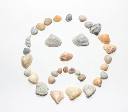 Sea Shells Isolated on the white background Stock Photos