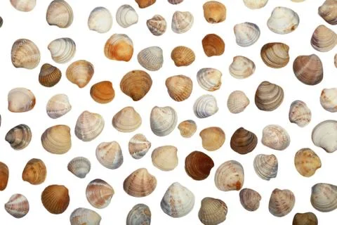 Sea shells isolated on a white background. Top view. Stock Photos