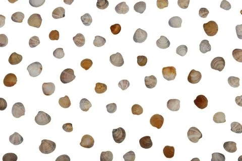Sea shells isolated on a white background. Top view. Stock Photos