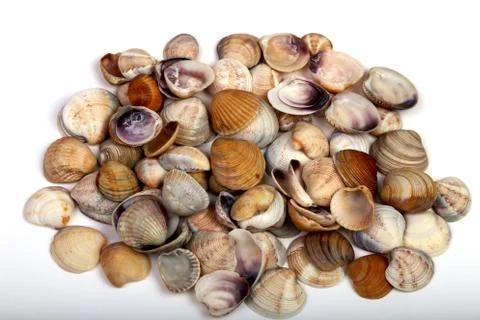 Sea shells isolated on a white background. Top view. Stock Photos