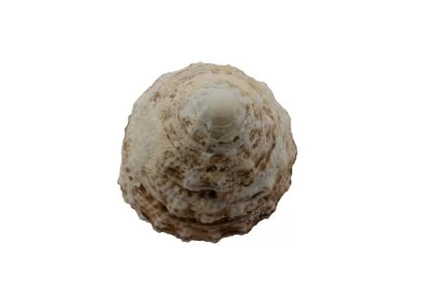 Sea shells isolated on white background. Clam close-up on white background. S Fotos de archivo