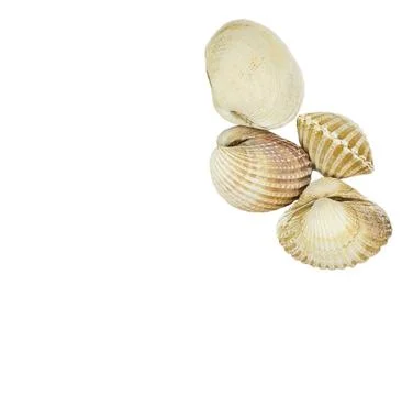 Sea shells isolated on white background. Stock Photos
