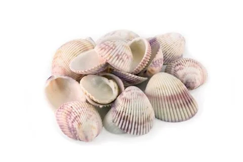 Sea shells isolated on white Stock Photos