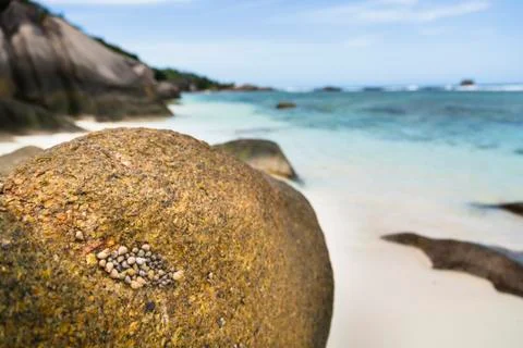 Sea Shells, La Digue, Seychelles Stock Photos
