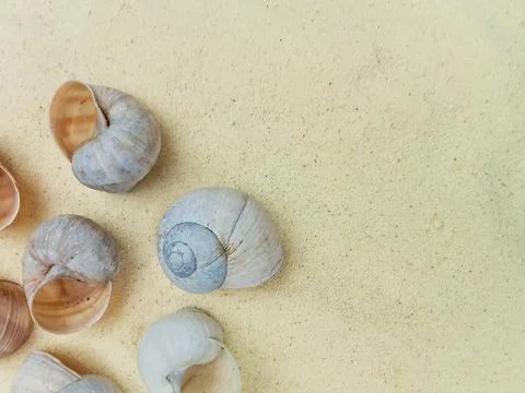 Sea shells on light sand background Stock Photos