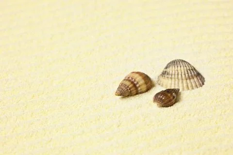Sea shells lying on beach Stock Photos