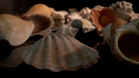 Sea shells - macro shot Stock Footage 144728980