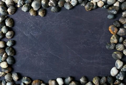 Sea shells on a marble Stock Photos