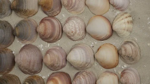 Sea shells of mollusks on sand Video stock 111506935