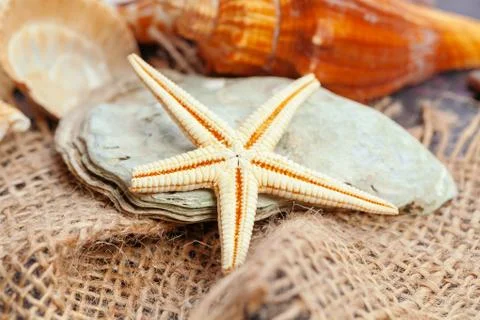 Sea shells. nature background. close up. creative photo. Stockfoto's