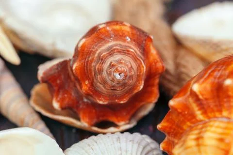 Sea shells. nature background. close up. creative photo. Stock Photos