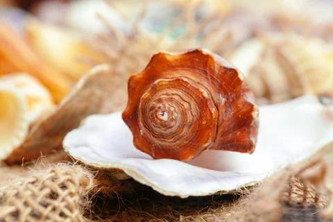 Sea shells. nature background. Macro photo. Close up. Stockfoto's