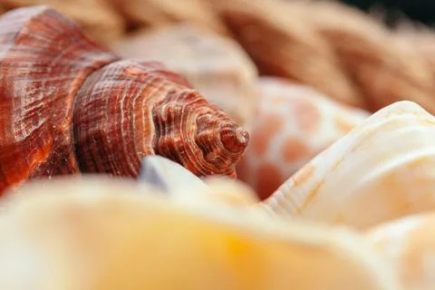 Sea shells. nature background. 스톡 사진