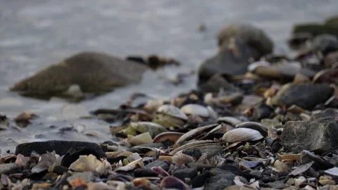 Sea shells in ocean rock pool Stock Footage 104585755