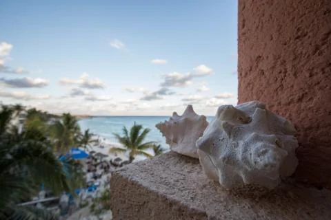 Sea shells overlooking the ocean Stock Photos