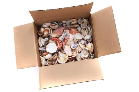 Sea shells in the paper box Stock Photos