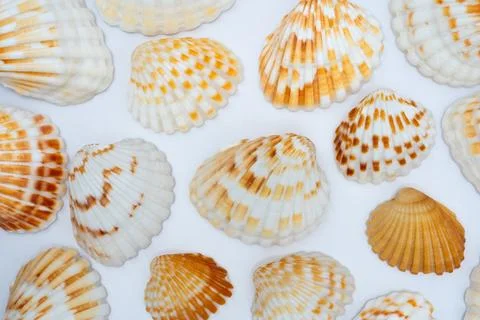 Sea shells pattern background Stock Photos