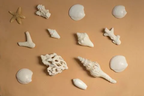 Sea shells pattern on beige background	 Stock Photos