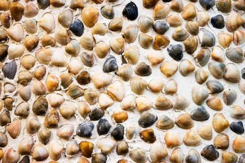 Sea shells pattern on gray background. Summer concept. Flat lay, top view, sq Stock Photos