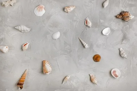 Sea shells pattern on gray background. Abstract sea vacation background. Top Stock Photos