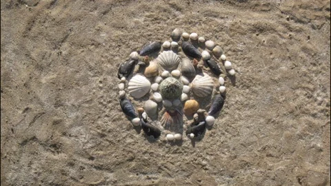 Sea shells pattern mandala appears on a sand. Stop motion animation. Time lapse. Stock Footage 152304795
