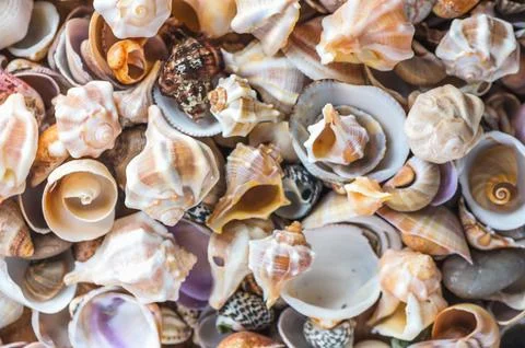 Sea shells pattern. Seashell background. Foto stock