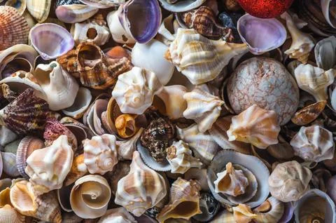Sea shells pattern. Seashell background.1 Foto stock