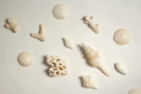 Sea shells pattern on white background	 Stock Photos