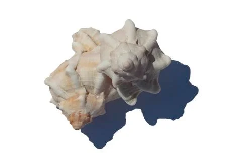 Sea Shells Foto stock