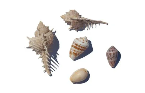 Sea Shells Foto stock