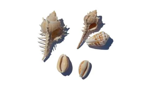 Sea Shells Foto stock