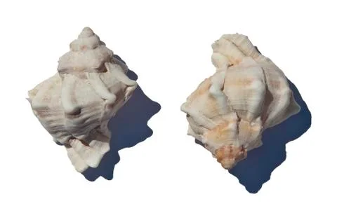 Sea Shells Foto stock
