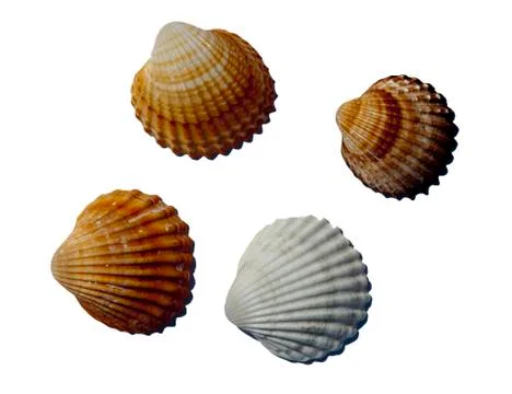 Sea Shells Foto stock