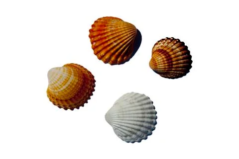 Sea Shells Foto stock