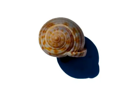 Sea Shells Foto stock