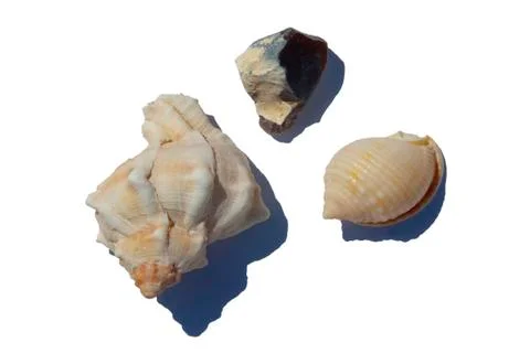 Sea Shells Foto stock