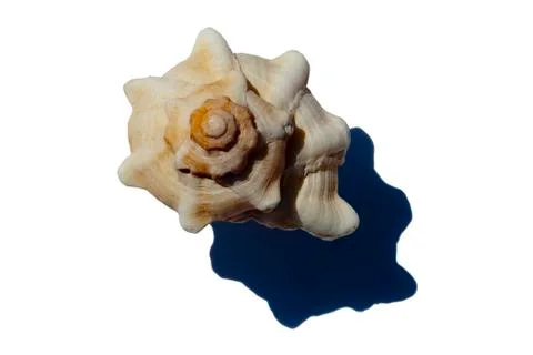 Sea Shells Foto stock