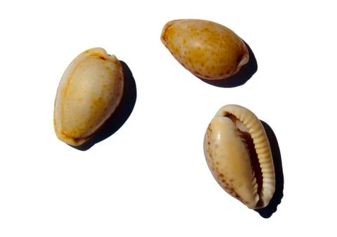Sea Shells Foto stock