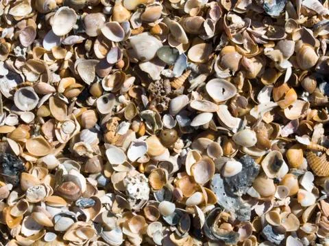 Sea shells Stock Photos