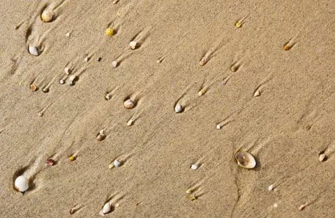 Sea shells Foto stock