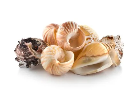 Sea shells Stock Photos