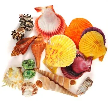 Sea shells Foto stock